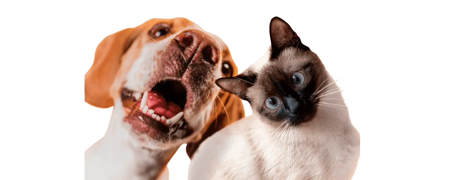Seguro de Mascotas